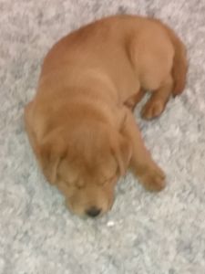 8wk Female Golden-Chow