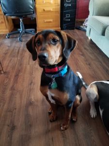 Hound mix puppies for sale.