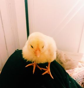 Baby Chicks for sale