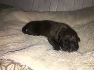 Labradane puppies