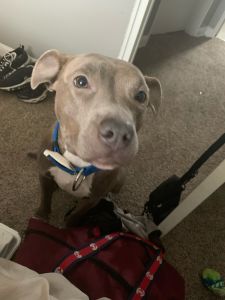 Blue Nose Pitt