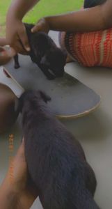 2 German Shepard pitbull mix puppy for sale