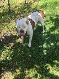 Full blood red nose pit