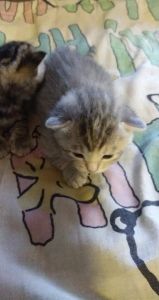 Kittens to good homes