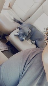 Blue nose pit (5 months) boy for sale