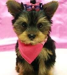 Yorkie puppies for adoption