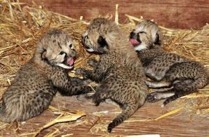 Cheetahs, White Tigers, Lion Cubs for sale