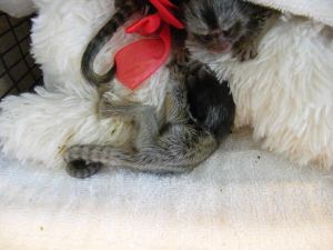 Cute Finger Pygmy Marmoset Monkeys