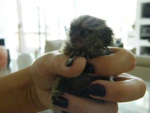 Chupinnete Finger Marmoset Monkeys Ready To Go