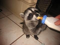 Beautiful sloths to give out