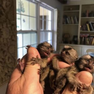 Male and Female Marmoset Monkeys Available