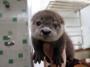 Otter pups