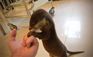 ASIAN SMALL CLAWED OTTERS for sale .(***) ***-***2