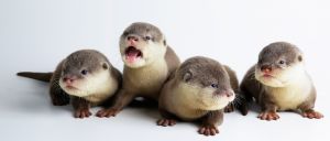 Pretty Asian clawed otters available Kindly text us at***