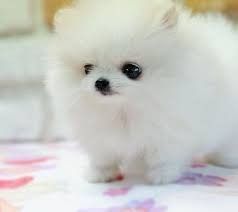 Cute White Female Pomeranian Puppy For Adoption