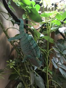 Panther chameleon