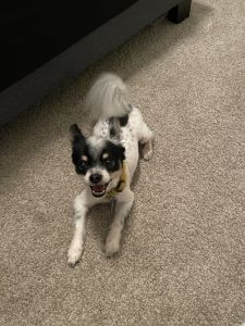 Pyro , your new bestfriend