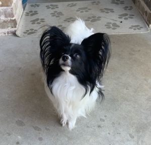 Papillon dog