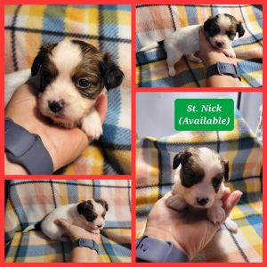 F1 CHION PUPPIES READY 12/28/2022