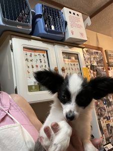 Purebred papillon pups