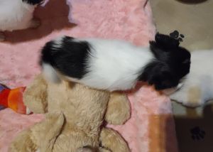 AKC Female Papillon puppy For Sale