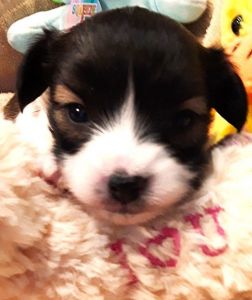 Papillon Puppies for sale in South Greeley, WY 82007, USA. price: NA