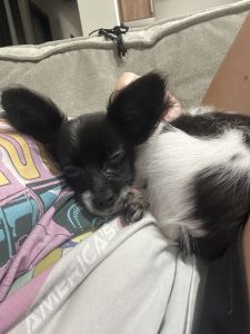 Papillon for sale