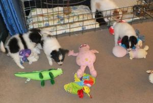 Papillon Pups For Sale Ready Now