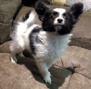 Super Gorgeous Papillon Puppies