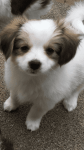papillion puppies