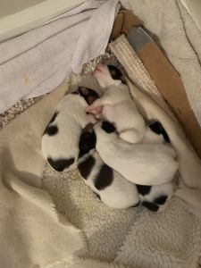 papillon puppies 4 males for sale