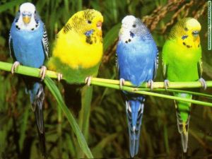 parakeets for sale
