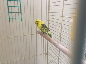 Birds for adoption