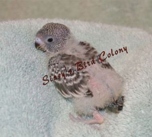Hand Raised Parakeets