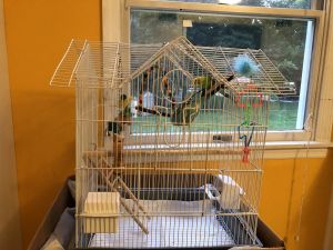 Parakeets blue and green