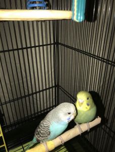 2 Parakeets