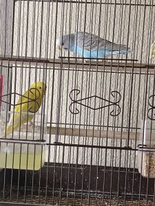 2 parakeets for sale