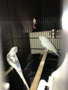 1 MALE 1 FEMALE PARAKEETS