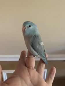 Blue Parrotlet