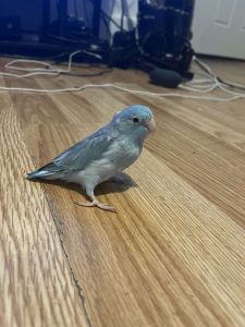 Blue Parrotlet