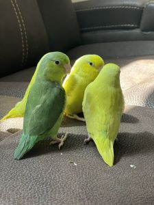 Parrotlets