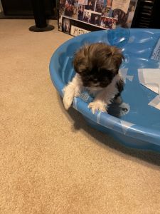 pekinese and poodle ready to go to forever hime