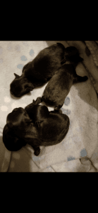 Peekapoo / Shihpoo mix ready for new home may 25! 8-12pounds