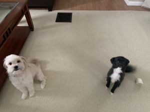 Re homing 2 peekaboo puppies