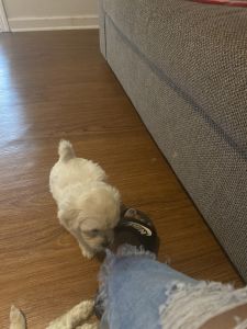 CKC registered peekapoo