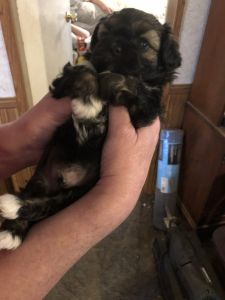 Beautiful ready to go in 2 weeks