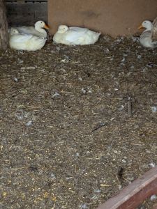 4 Pekin ducks