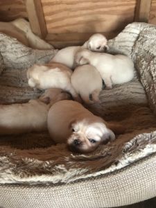 Pekingese puppies