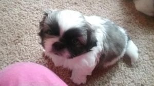 energetic Pekingese Puppies