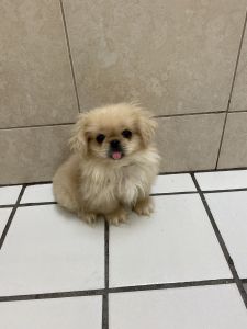 Beautiful little Pekingese puppy named Daisy